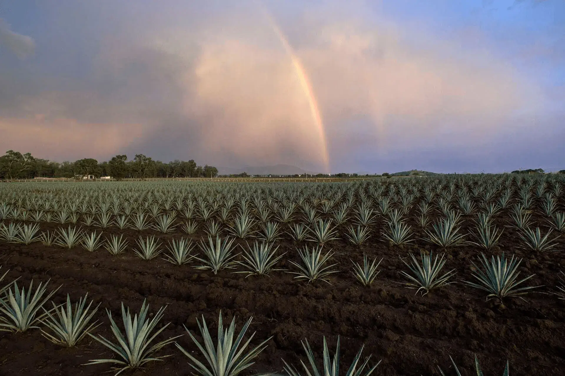 loco tequila el mejor tequila